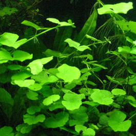 Pennywort Live Aquarium Plant