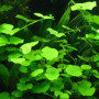 Pennywort Live Aquarium Plant