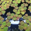 Phyllanthus Fluitans Live Aquarium Plant