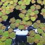 Phyllanthus Fluitans Live Aquarium Plant
