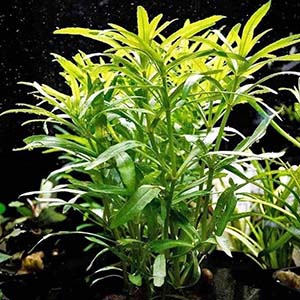 Pogostemon Stellatus Octopus Live Aquarium Plant