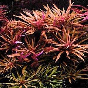 Pogostemon Stellatus Purple Live Aquarium Plant