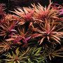 Pogostemon Stellatus Purple Live Aquarium Plant