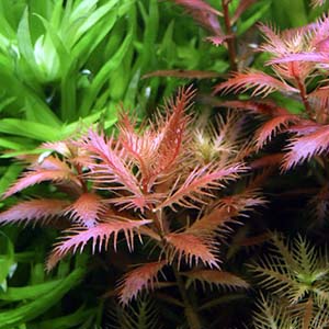 Proserpinaca Palustris Live Aquarium Plant