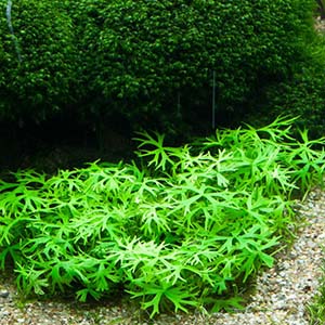 Ranunculas Inundatus Live Aquarium Plant