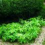 Ranunculas Inundatus Live Aquarium Plant