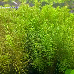 Rotala Nanjenshan Live Aquarium Plant