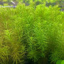 Rotala Nanjenshan Live Aquarium Plant