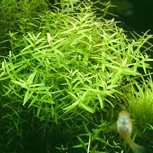 Rotala Rotundifolia Green Live Aquarium Plant