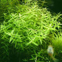 Rotala Rotundifolia Green Live Aquarium Plant