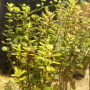 Rotala Rotundifolia Orange Live Aquarium Plant