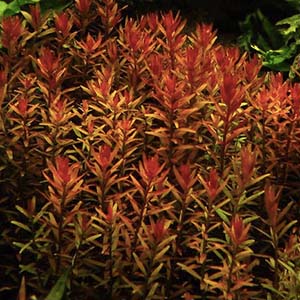 Rotala Rotundifolia Pink Live Aquarium Plant