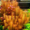 Rotala Wallaichi Live Aquarium Plant