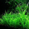 Sagittaria Dwarf Live Aquarium Plant