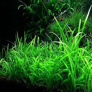 Sagittaria Dwarf Live Aquarium Plant