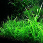 Sagittaria Dwarf Live Aquarium Plant