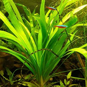 Sagittaria Sp Gaint Live Aquarium Plant