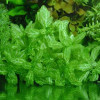 Shinnersia Rivularis Varigated Live Aquarium Plant