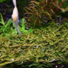 Staurogyne Sp Brown Live Aquarium Plant