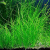 Valisneria Nana Live Aquarium Plant