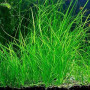 Valisneria Nana Live Aquarium Plant