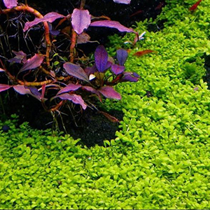 Hc Cuba Pot Live Aquarium Plant