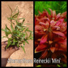 Alternanthera Reineckii Mini Live Aquarium Plant