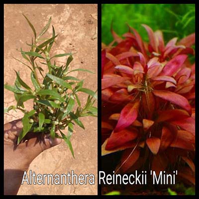 Alternanthera Reineckii Mini Live Aquarium Plant