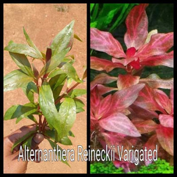 Alternanthera Reineckii Varigated Live Aquarium Plant