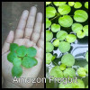 Amazon Frogbit Live Aquarium Plant