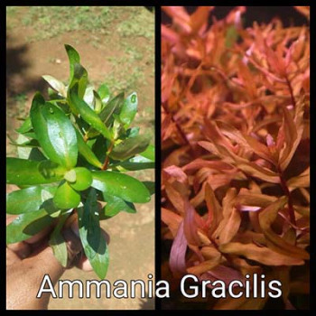 Ammania Gracilis Live Aquarium Plant