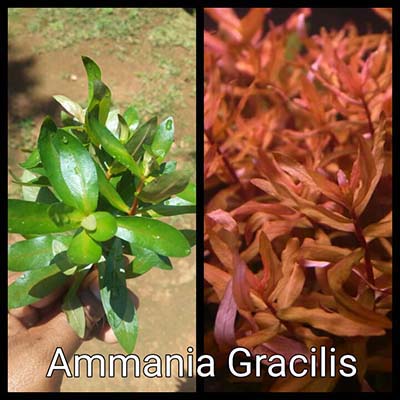 Ammania Gracilis Live Aquarium Plant
