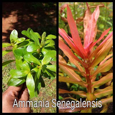 Ammania Senegalensis Live Aquarium Plant