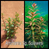 Ammania Sp. Sulawesi Live Aquarium Plant