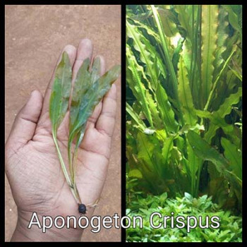 Aponogeton Crispus Live Aquarium Plant
