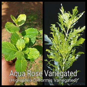 Aquarose Variegated Live Aquarium Plant