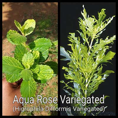 Aquarose Variegated Live Aquarium Plant