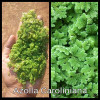 Azolla Caroliniana Live Aquarium Plant