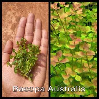 Bacopa Australis Live Aquarium Plant