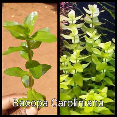 Bacopa Caroliniana Live Aquarium Plant