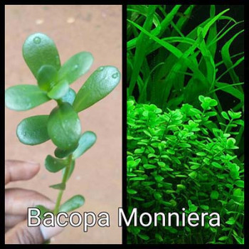 Bacopa Monniera Live Aquarium Plant