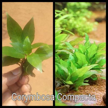 Corymbosa Compacta Live Aquarium Plant