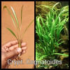 Crypt. Cognatoides Live Aquarium Plant