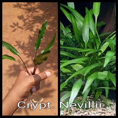 Crypt. Nevilli Live Aquarium Plant