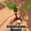 Crypt. Wenditti Small Live Aquarium Plant