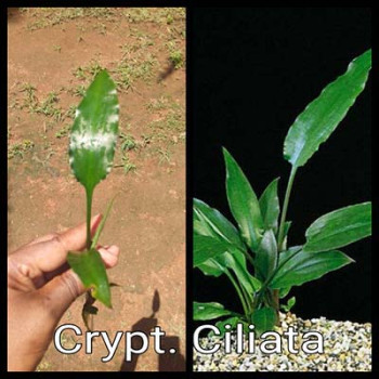 Cryptocoryne Ciliata Live Aquarium Plant