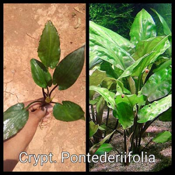 Cryptocoryne Pontederiifolia Live Aquarium Plant