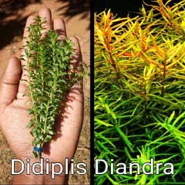 Didiplis Diandra Live Aquarium Plant