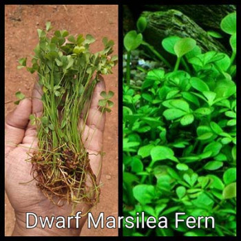 Dwarf Marsilea Fern Live Aquarium Plant