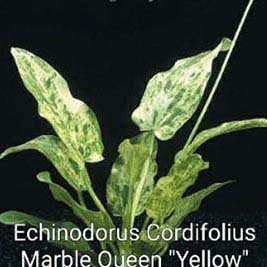 Echinodorus Cordifolius Marble Queen Yellow Live Aquarium Plant